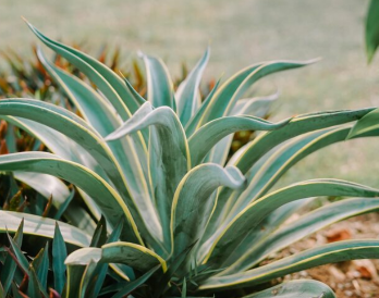 植物の投稿