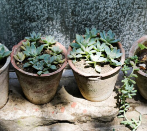 多肉植物の投稿