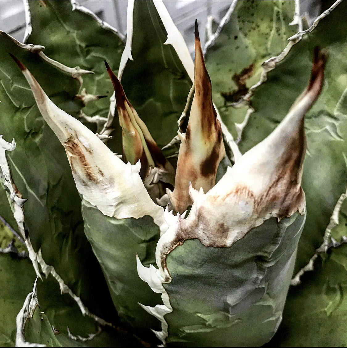 販売する観葉植物